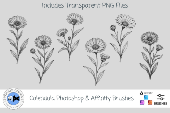 Download Calendula Botanical Photoshop Brushes - Botanical Collection
